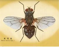 廄腐蠅(大家蠅)