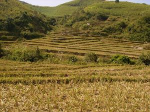 蚌龍中寨村 蚌龍中寨村