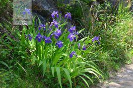 藍花鳶尾 藍花鳶尾