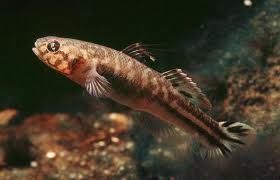 縱紋葉蝦虎魚 縱紋葉蝦虎魚