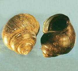 大連香螺 大連香螺