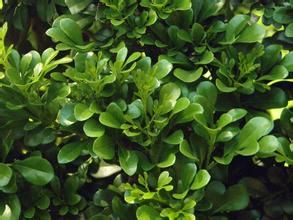 橢圓葉米仔蘭 橢圓葉米仔蘭