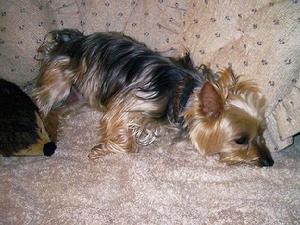 澳大利亞絲毛梗(圖7)