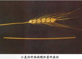 小麥白稈病 小麥白稈病
