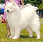 薩摩犬、薩摩耶犬