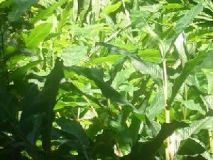 蘭台瑪自然村農村經濟－草果