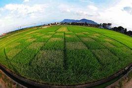 綠色植保 綠色植保