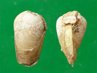 小馬特海筍 小馬特海筍