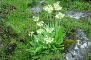 雪山鼠尾 雪山鼠尾