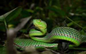 雲南竹葉青蛇 雲南竹葉青蛇