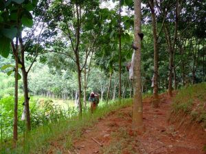 查樂雅康村 查樂雅康村