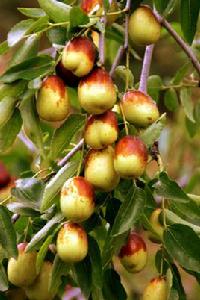 曲陽縣虎山 曲陽縣虎山