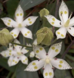 圓腺獐牙菜 圓腺獐牙菜