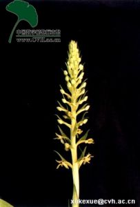 蜻蜓蘭屬 蜻蜓蘭屬