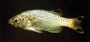 大口湯鯉 大口湯鯉