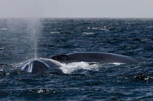 藍鯨[海洋哺乳動物]