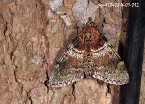 白腹網叢螟 白腹網叢螟