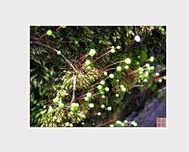 假彎枝青蘚 假彎枝青蘚