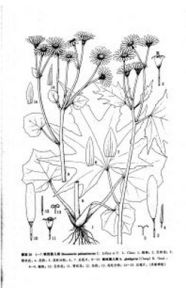 禿果蒲兒根 禿果蒲兒根