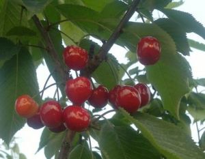 黑山安大櫻桃 黑山安大櫻桃