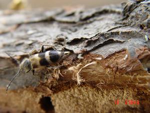 杉棕天牛 杉棕天牛