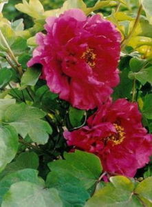 大葉紅景天 大葉紅景天