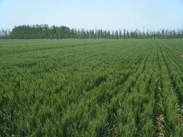 小麥抗倒 小麥抗倒