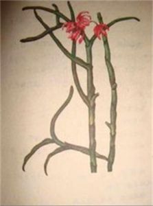 印緬金釵股 印緬金釵股