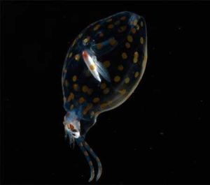 玻璃烏賊 玻璃烏賊