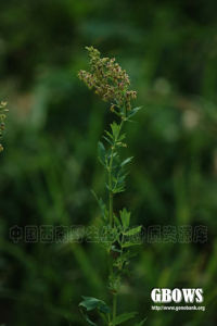 黃唐松草 黃唐松草