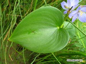 雨久花科_雨久花