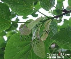 歐洲大葉椴 歐洲大葉椴