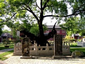 唐槐抱子 唐槐抱子