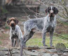 德國剛毛指示犬