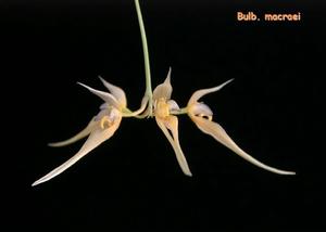 烏來卷瓣蘭 烏來卷瓣蘭