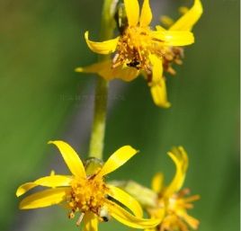 淺苞橐吾 淺苞橐吾