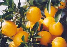 無公害臍橙生產示範基地縣
