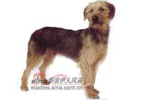 波士尼亞粗毛犬 波士尼亞粗毛犬