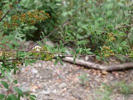 細花瑞香 細花瑞香