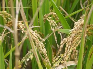 磨灣自然村 磨灣自然村