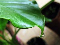 毒性植物 毒性植物