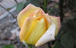 黃和平月季 黃和平月季