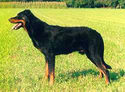 法國牧羊犬Beauceron 法國牧羊犬Beauceron