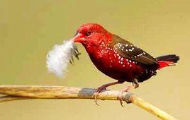 黑腰梅花雀 黑腰梅花雀