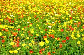 虞姬花木 虞姬花木