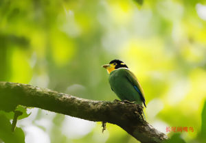非洲綠闊嘴鳥 非洲綠闊嘴鳥