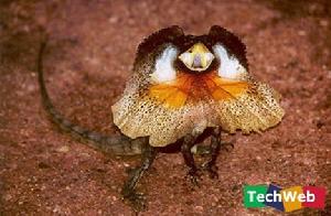 地球上怪異的居民