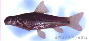 嘉積小鰾鮈 嘉積小鰾鮈