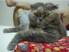 眼色[漢語詞語]