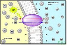 控制鈉離子出入的鈉泵的模式圖